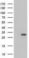 3-Hydroxybutyrate Dehydrogenase 2 antibody, TA501292S, Origene, Western Blot image 