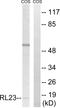 Ribosomal Protein L23 antibody, LS-C199546, Lifespan Biosciences, Western Blot image 