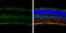 OPN5 antibody, GTX100173, GeneTex, Immunohistochemistry frozen image 