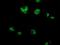 Cytochrome c oxidase subunit 6B2 antibody, NBP2-02729, Novus Biologicals, Immunofluorescence image 
