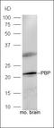 Pbp antibody, orb11295, Biorbyt, Western Blot image 