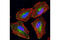 RAB11A, Member RAS Oncogene Family antibody, 2413S, Cell Signaling Technology, Immunofluorescence image 
