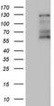 GLI Family Zinc Finger 1 antibody, CF803802, Origene, Western Blot image 