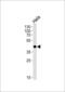 MAPK Activated Protein Kinase 3 antibody, MBS9201227, MyBioSource, Western Blot image 