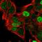 Cyclin D2 antibody, HPA049138, Atlas Antibodies, Immunofluorescence image 