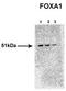 HNF-3A antibody, TA343465, Origene, Western Blot image 