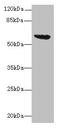 Methyl-accepting chemotaxis protein II antibody, LS-C371126, Lifespan Biosciences, Western Blot image 