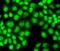 General Transcription Factor IIF Subunit 1 antibody, FNab03709, FineTest, Immunofluorescence image 