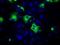 Protein Tyrosine Phosphatase Receptor Type E antibody, NBP2-02374, Novus Biologicals, Immunofluorescence image 