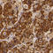 Prolactin antibody, HPA042416, Atlas Antibodies, Immunohistochemistry frozen image 