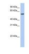 F-Box Protein 33 antibody, NBP1-57619, Novus Biologicals, Western Blot image 