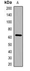 Keratin 2 antibody, orb382594, Biorbyt, Western Blot image 
