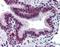 Mucin-13 antibody, orb96727, Biorbyt, Immunohistochemistry paraffin image 