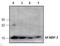 L-FABP antibody, TA319093, Origene, Western Blot image 