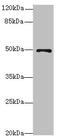 Eukaryotic Translation Initiation Factor 3 Subunit F antibody, orb40101, Biorbyt, Western Blot image 
