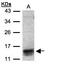 C-C Motif Chemokine Ligand 1 antibody, LS-B10840, Lifespan Biosciences, Western Blot image 