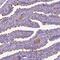 Malate Dehydrogenase 1B antibody, NBP2-68969, Novus Biologicals, Immunohistochemistry frozen image 