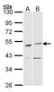 BCL2 Associated Athanogene 5 antibody, LS-C185480, Lifespan Biosciences, Western Blot image 