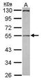 Pellino E3 Ubiquitin Protein Ligase Family Member 2 antibody, GTX116399, GeneTex, Western Blot image 