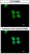 Origin Recognition Complex Subunit 4 antibody, GTX104684, GeneTex, Immunocytochemistry image 