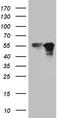 Zinc Finger Protein 718 antibody, TA811735, Origene, Western Blot image 