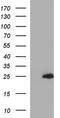 Glycolipid Transfer Protein antibody, CF507163, Origene, Western Blot image 