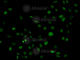 Phospholipase C Gamma 2 antibody, A2182, ABclonal Technology, Immunofluorescence image 