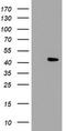 LE antibody, TA504833AM, Origene, Western Blot image 