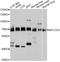Nuclear protein localization protein 4 homolog antibody, abx126269, Abbexa, Western Blot image 