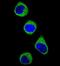 Follistatin antibody, orb214994, Biorbyt, Immunofluorescence image 