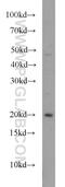 RAP2A, Member Of RAS Oncogene Family antibody, 13789-1-AP, Proteintech Group, Western Blot image 