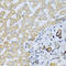 CSH1 antibody, LS-C331800, Lifespan Biosciences, Immunohistochemistry frozen image 