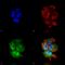 Synaptotagmin-7 antibody, SMC-424D-A594, StressMarq, Immunofluorescence image 