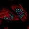 Protein SON antibody, NBP1-88706, Novus Biologicals, Immunofluorescence image 