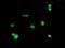 Ubiquitin Specific Peptidase 36 antibody, MA5-26369, Invitrogen Antibodies, Immunocytochemistry image 