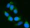 Calnexin antibody, A03372-2, Boster Biological Technology, Immunofluorescence image 