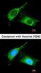 Renal carcinoma antigen NY-REN-26 antibody, orb14903, Biorbyt, Immunofluorescence image 