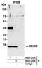 Cytochrome C Oxidase Subunit 5B antibody, A305-523A, Bethyl Labs, Immunoprecipitation image 