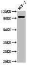 Neural cell adhesion molecule 2 antibody, LS-C672043, Lifespan Biosciences, Western Blot image 