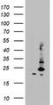 Mitochondrial Ribosomal Protein S11 antibody, LS-C789684, Lifespan Biosciences, Western Blot image 