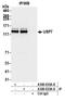 HAUSP antibody, A300-033A, Bethyl Labs, Immunoprecipitation image 