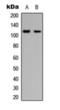 Raftk antibody, orb393141, Biorbyt, Western Blot image 
