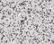 Cylicin 2 antibody, FNab02141, FineTest, Immunohistochemistry frozen image 