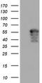 Aryl Hydrocarbon Receptor Interacting Protein Like 1 antibody, CF503695, Origene, Western Blot image 