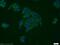 Eukaryotic translation initiation factor 3 subunit G antibody, 11165-1-AP, Proteintech Group, Immunofluorescence image 