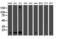 Phosphomevalonate Kinase antibody, M10103-1, Boster Biological Technology, Western Blot image 