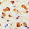 Myosin ID antibody, LS-C356202, Lifespan Biosciences, Immunohistochemistry frozen image 