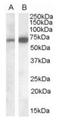 Cell Adhesion Molecule 4 antibody, orb19643, Biorbyt, Western Blot image 