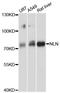MEP antibody, LS-C748174, Lifespan Biosciences, Western Blot image 