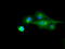 Ring Finger Protein 144B antibody, LS-C114784, Lifespan Biosciences, Immunofluorescence image 